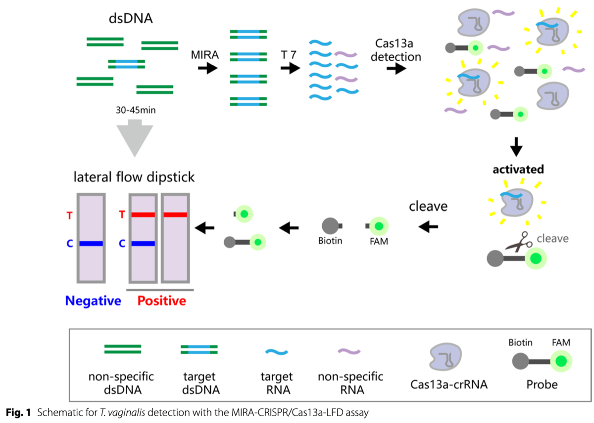 A novel detection method based on MIRA-CRISPR/Cas13a-LFD targeting the ...