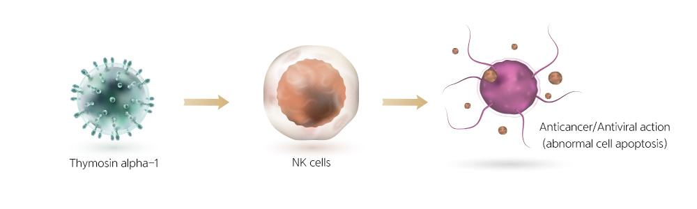 NK cell