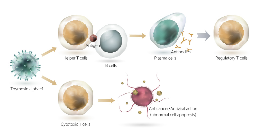 T cell