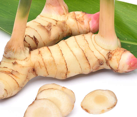 <h5 style="margin-left:10px">Galangal</h5>