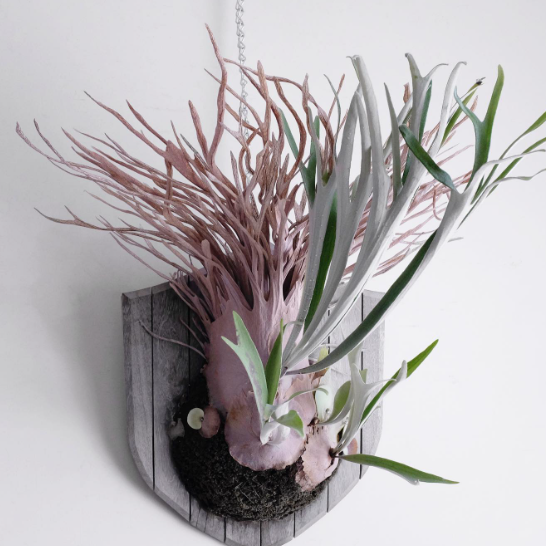 胞子A】platycerium veichii auburn river アーバンリバー ベイチー