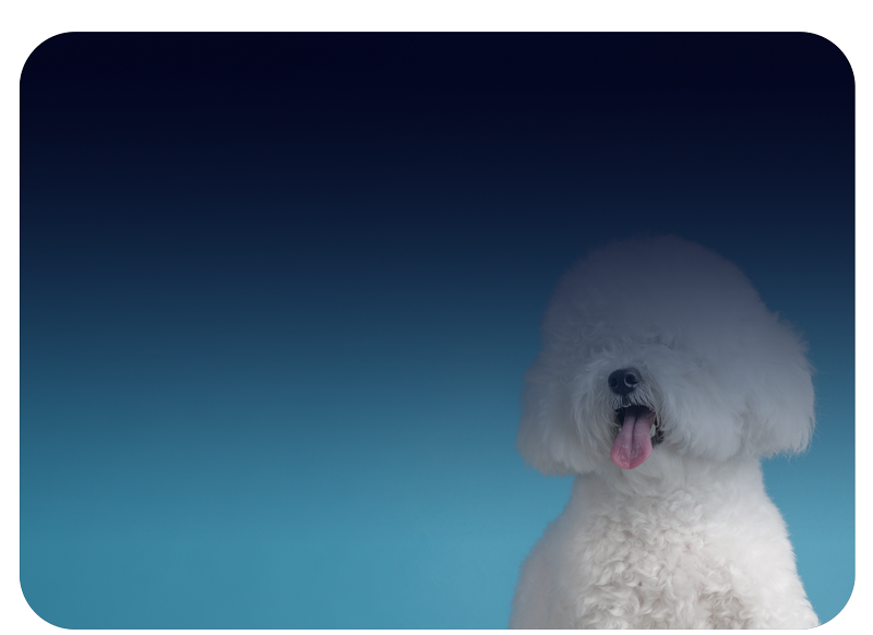 <table style="width: 100%;"> 	<tbody> 		<tr> 			<td style="width: 3.7484%;"> 				<br> 			</td> 			<td style="width: 96.1496%;">  				<h5><span style="color: rgb(0, 184, 255);"><strong><span style="font-size: 20px;">+</span></strong></span></h5><strong><span style="color: rgb(255, 255, 255); font-size: 24px; line-height: 1;">On-site Diagnosis of&nbsp;</span></strong> 				<br><strong><span style="color: rgb(255, 255, 255); font-size: 24px; line-height: 1;">Infectious Diseases&nbsp;</span></strong> 				<br><strong><span style="color: rgb(255, 255, 255); font-size: 24px; line-height: 1;">in Companion Animals</span></strong> 				<br> 			</td> 		</tr> 		<tr> 			<td style="width: 3.7484%;"> 				<br> 			</td> 			<td style="width: 96.1496%;">  				<h5 style="line-height: 2;"> 					<br> 				</h5>  				<p> 					<br> 				</p>  				<p><span style="font-size: 22px;"><strong><br></strong></span></p> 			</td> 		</tr> 	</tbody> </table>