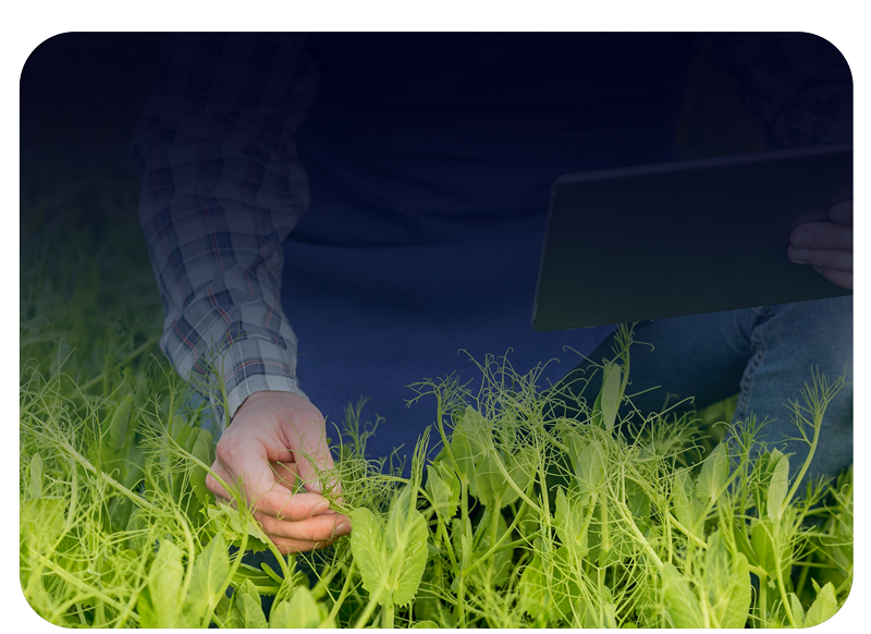 <table style="width: 100%;"> 	<tbody> 		<tr> 			<td style="width: 3.7484%;"> 				<br> 			</td> 			<td style="width: 96.1496%;">  				<h5><span style="color: rgb(0, 184, 255);"><strong><span style="font-size: 20px;">+</span></strong></span></h5><strong><span style="color: rgb(255, 255, 255); font-size: 24px; line-height: 1;">On-site Diagnosis of&nbsp;</span></strong> 				<br><strong><span style="color: rgb(255, 255, 255); font-size: 24px; line-height: 1;">Infectious Diseases&nbsp;</span></strong> 				<br><strong><span style="color: rgb(255, 255, 255); font-size: 24px; line-height: 1;">in Crops</span></strong> 				<br> 			</td> 		</tr> 		<tr> 			<td style="width: 3.7484%;"> 				<br> 			</td> 			<td style="width: 96.1496%;">  				<h5 style="line-height: 2;"> 					<br> 				</h5>  				<p> 					<br> 				</p>  				<p><span style="font-size: 22px;"><strong><br></strong></span></p> 			</td> 		</tr> 	</tbody> </table>