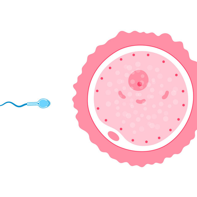 난자의 질 개선