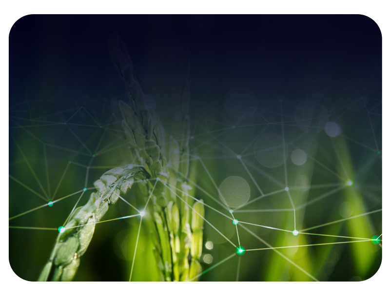 <table class="noBorder" style="width: 100%;"> 	<tbody> 		<tr> 			<td style="width: 9.221%;"> 				<br> 			</td> 			<td style="width: 90.4891%;"> 				<br> 				<br> 			</td> 		</tr> 		<tr> 			<td style="width: 9.221%;"> 				<br> 			</td> 			<td style="width: 90.4891%;">  				<p style="line-height: 1;"><span style="font-size: 20px;"><strong><span style="color: rgb(0, 245, 255); line-height: 1;">+</span></strong></span></p>  				<p style="line-height: 1;"><span style="line-height: 1;"><span style="font-size: 20px;"><strong><span style="color: rgb(255, 255, 255);">On-site Diagnosis of&nbsp;</span></strong></span></span></p>  				<p style="line-height: 1;"><span style="line-height: 1;"><span style="font-size: 20px;"><strong><span style="color: rgb(255, 255, 255);">Infectious Diseases&nbsp;</span></strong></span></span></p>  				<p style="line-height: 1;"><span style="line-height: 1;"><span style="font-size: 20px;"><strong><span style="color: rgb(255, 255, 255);">in Crops</span></strong></span></span></p> 			</td> 		</tr> 	</tbody> </table>