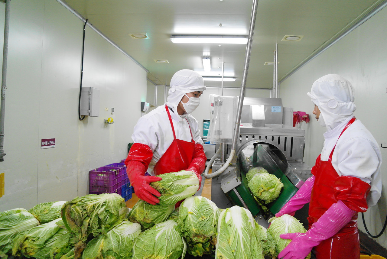 배추 이절 (Cutting&Pre-cleaning)