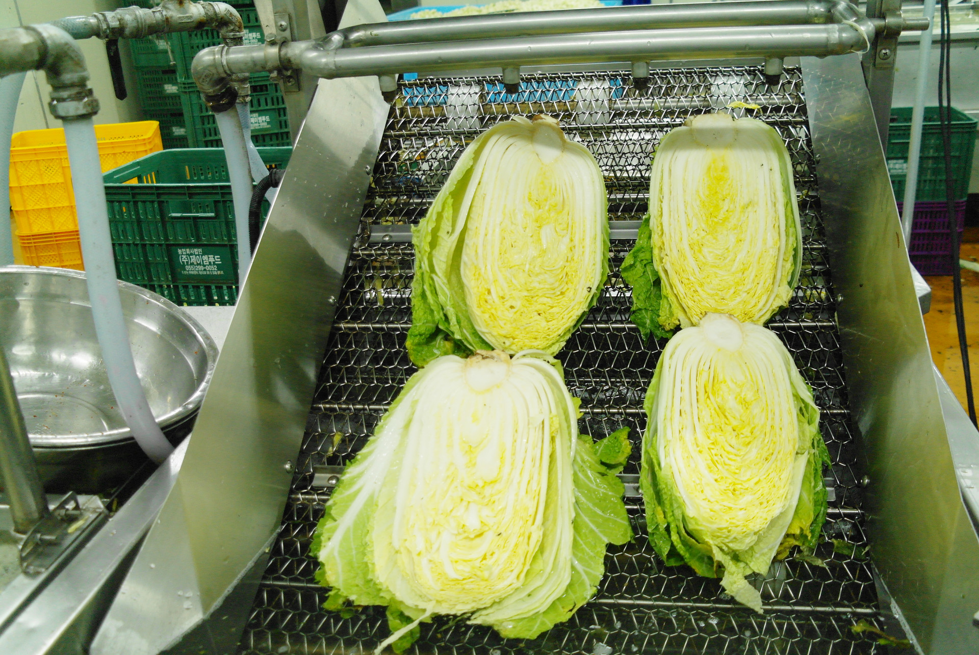 배추 고압 세척 (High-pressure cleaning)