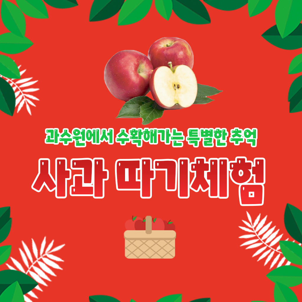 사과 따기 체험 : 사과망태기