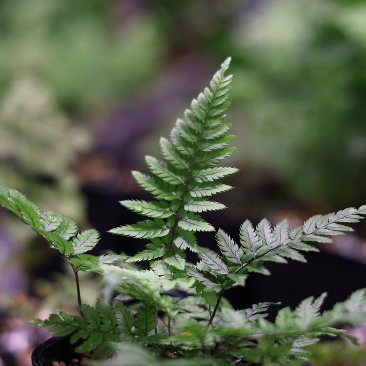 Polystichum tsussimense : 암흑상점