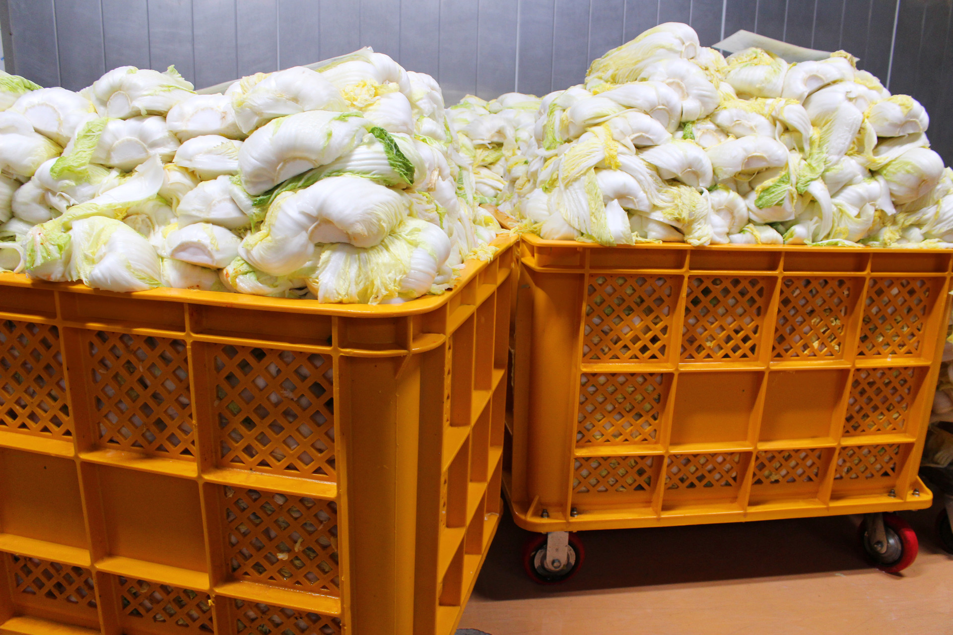 배추 탈수 (Dehydration)