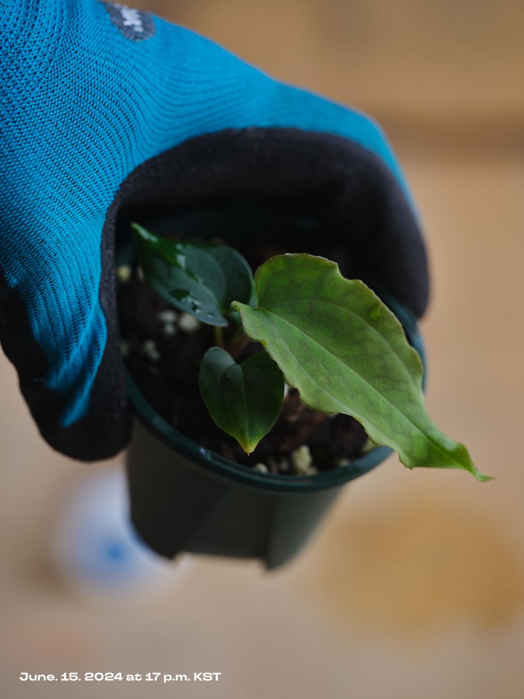 Anthurium BVEP *antolakii, Scott Cohen