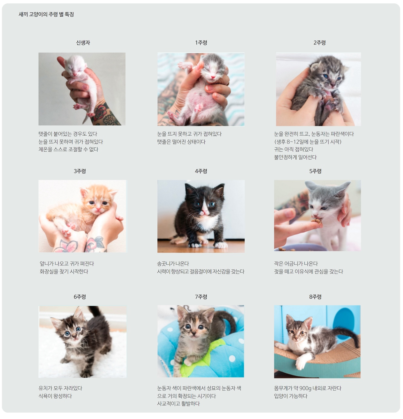 *사진 출처 : Kitten Lady