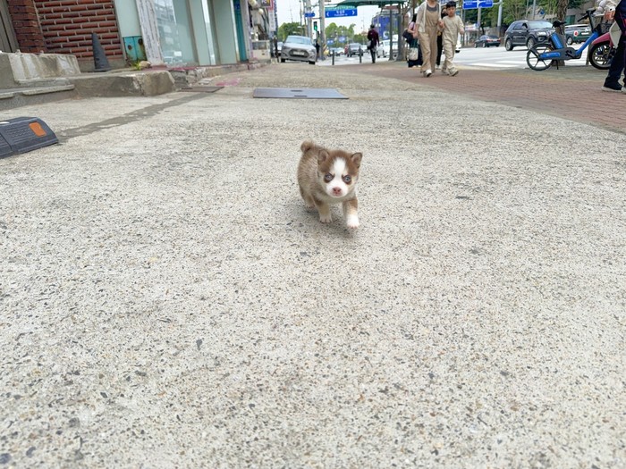 폼스키 · 원본 소개 174931587