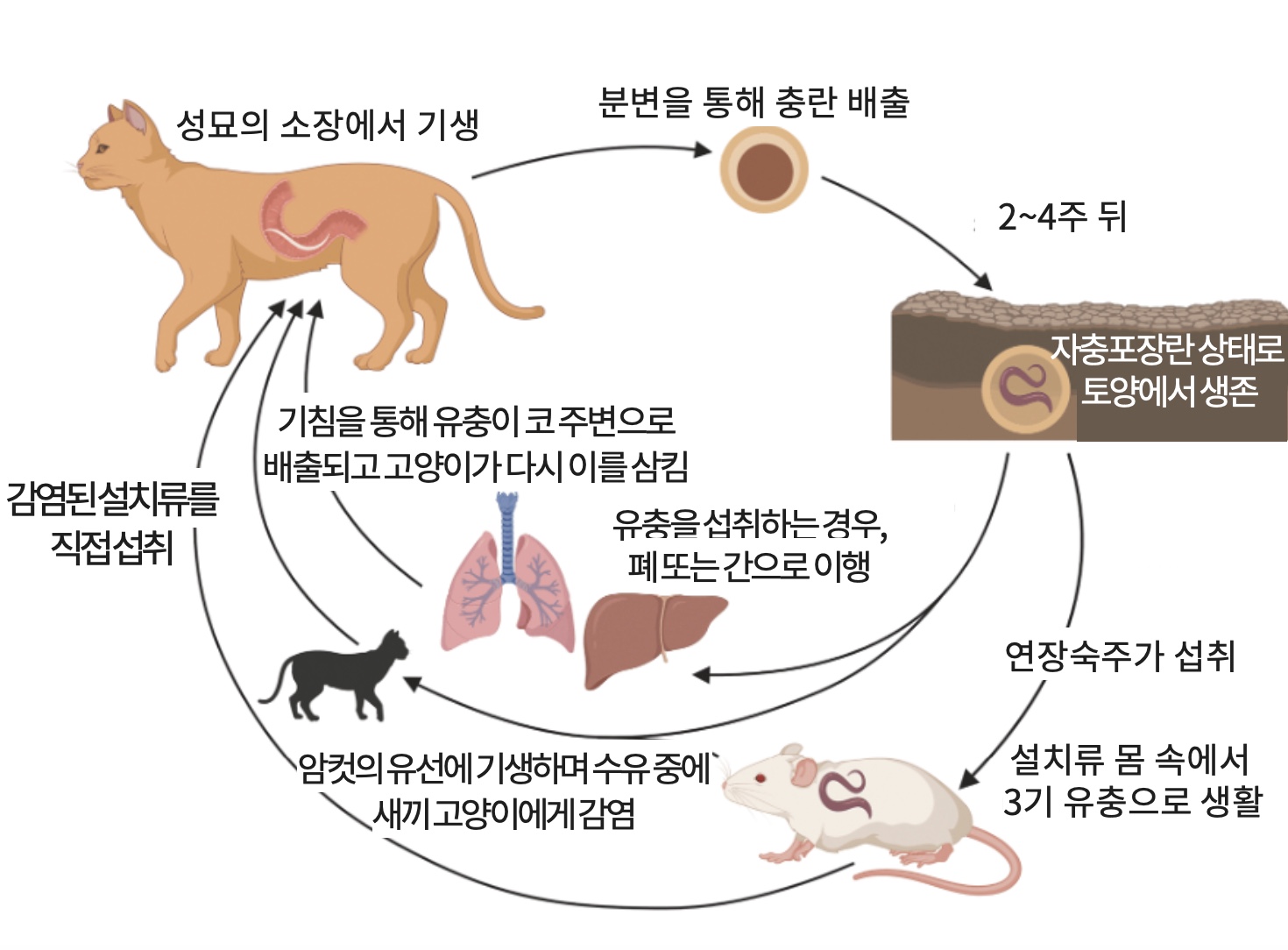 * 고양이 회충의 생활사 (사진출처:Wu,2022)