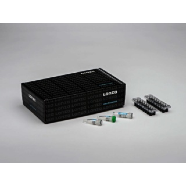 V4XC-2024 SF Cell Line 4D X Kit L (24 RCT) : Saintone(주)