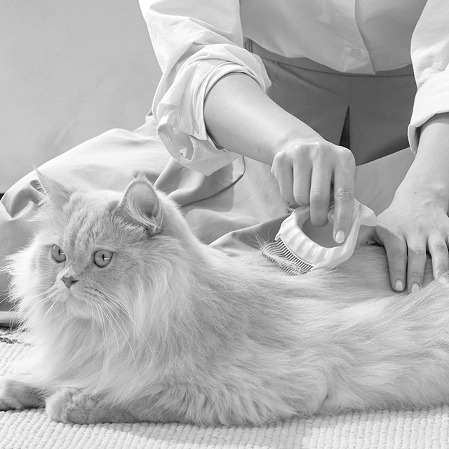 장/단모종 고양이
