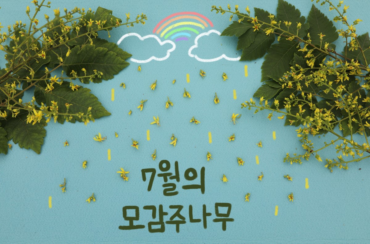 [식물이야기] 황금비를 내리는 모감주나무 : http://www.chollipo.org