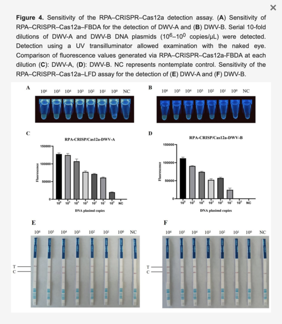 Establishment and Application of CRISPR–Cas12a-Based RPA and a LFD and ...