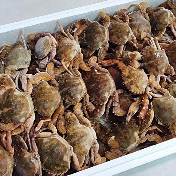 대용량 돌게 10kg : 오성농수산