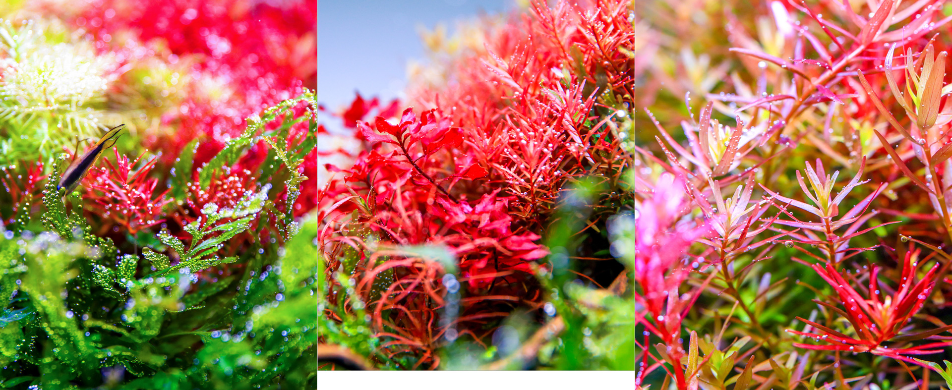 It showcases the vibrant aquatic plants grown under Twinstar lighting.