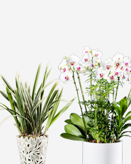 동양란, 서양란