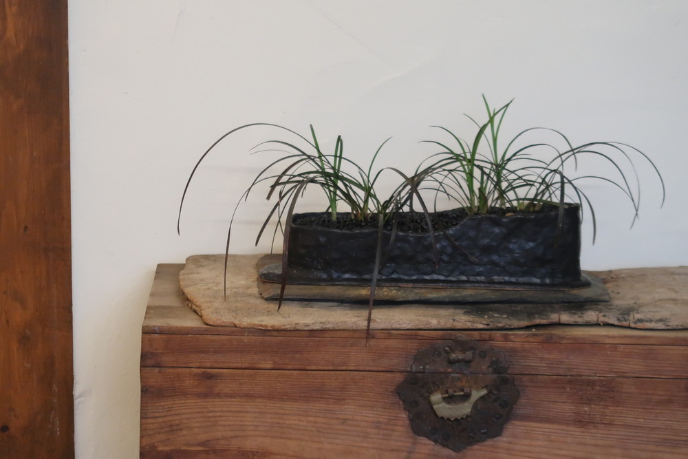 Plant
