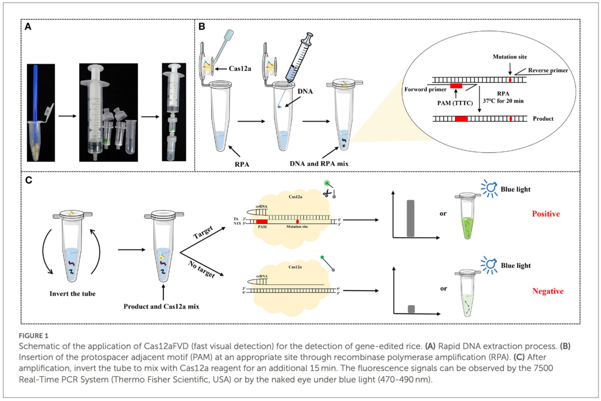 CRISPR/Cas12a-based biosensing platform for the on-site detection of ...