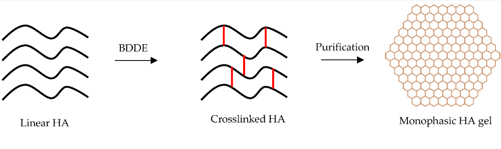 Monophasic and Biphasic fillers: get to know the differences. : Medi ...