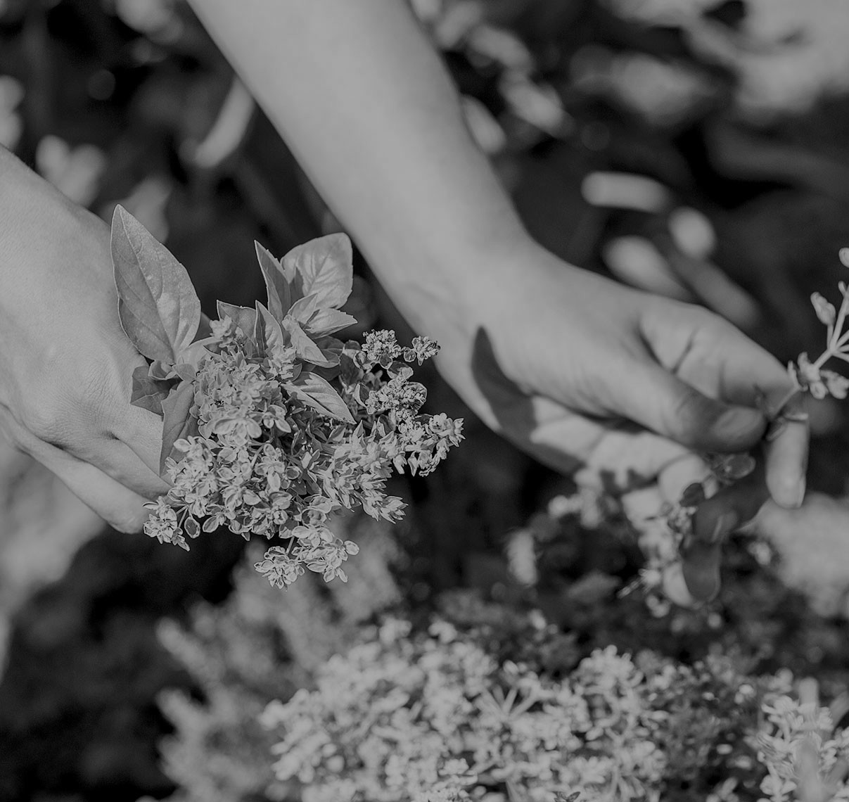 <p><img src="https://cdn.imweb.me/upload/S202405180de6cf72efcfe/7fa8dc34dab95.png" class="fr-fin fr-dib" style="width: 237px;"></p>