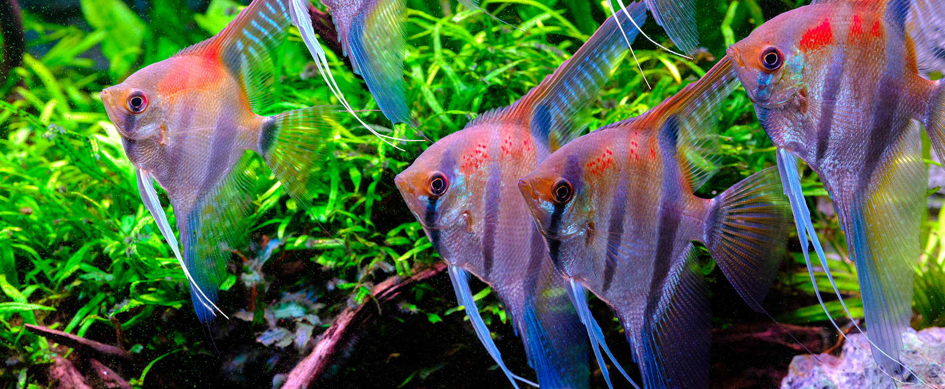 An image of a tank with four tropical fish together, vividly showcasing their vibrant colors and beauty under Twinstar lighting.