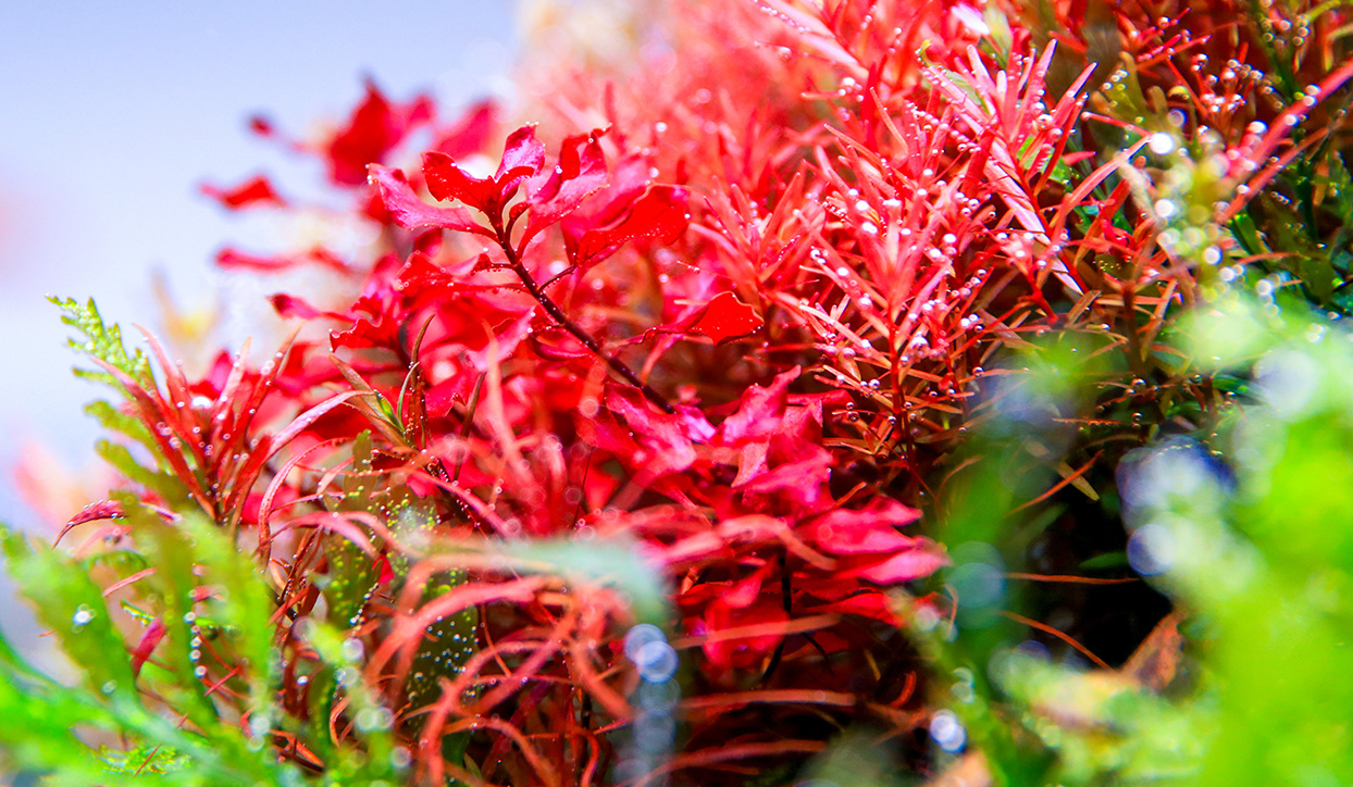 It showcases the vibrant aquatic plants grown under Twinstar lighting. 2