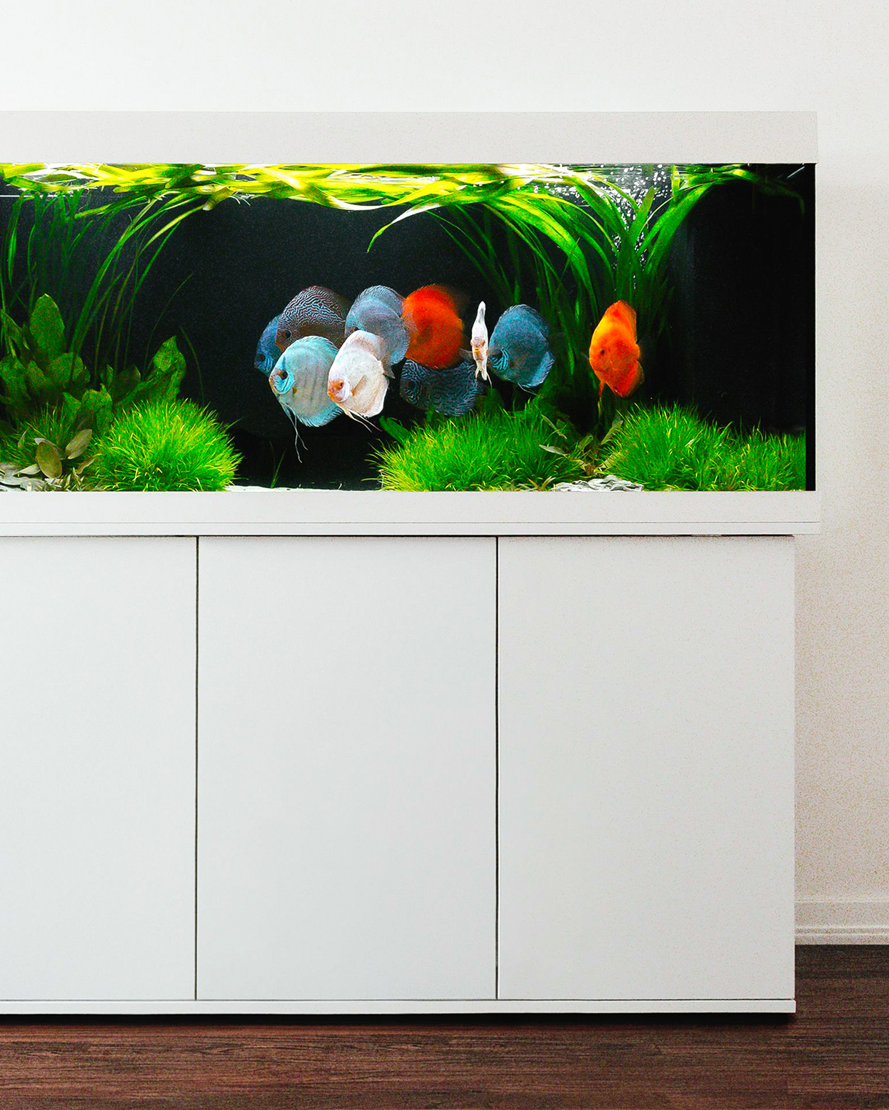Juwel aquarium equipped with G-Line lighting
