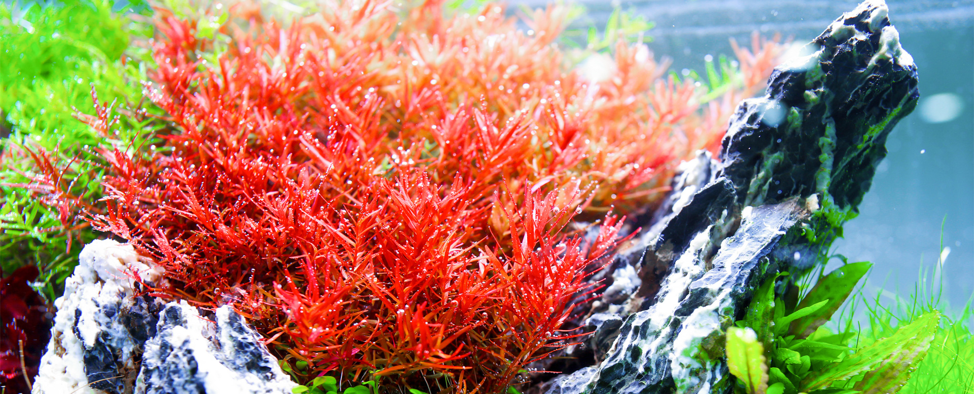 Aquatic plants thriving under E-Line lighting