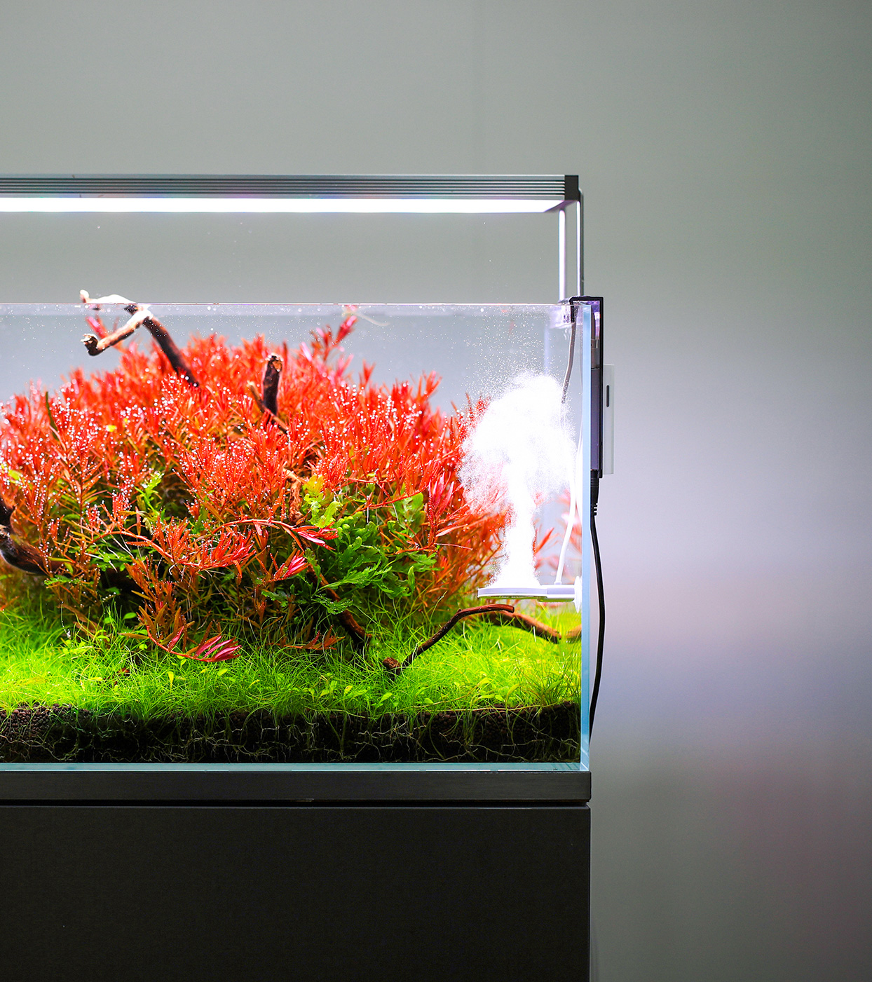 Inhibite green algea under twinstar sterilizer