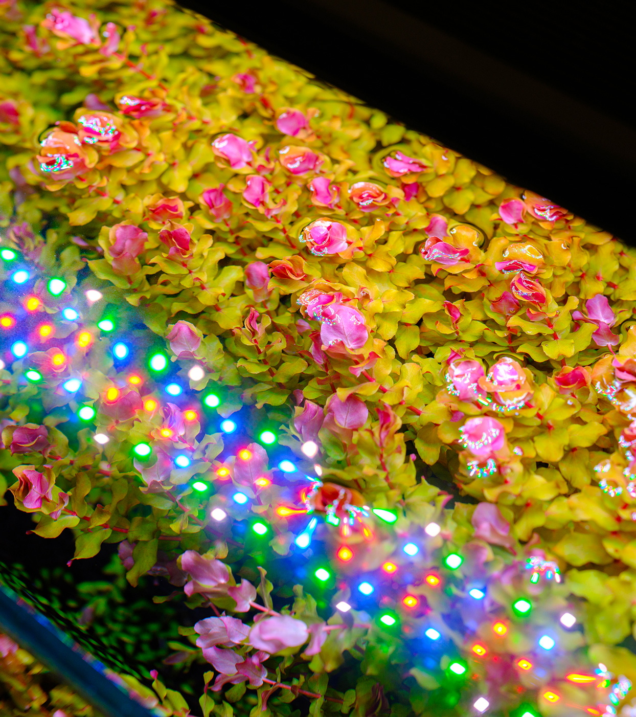 Plants Growing Under S-Line Lighting