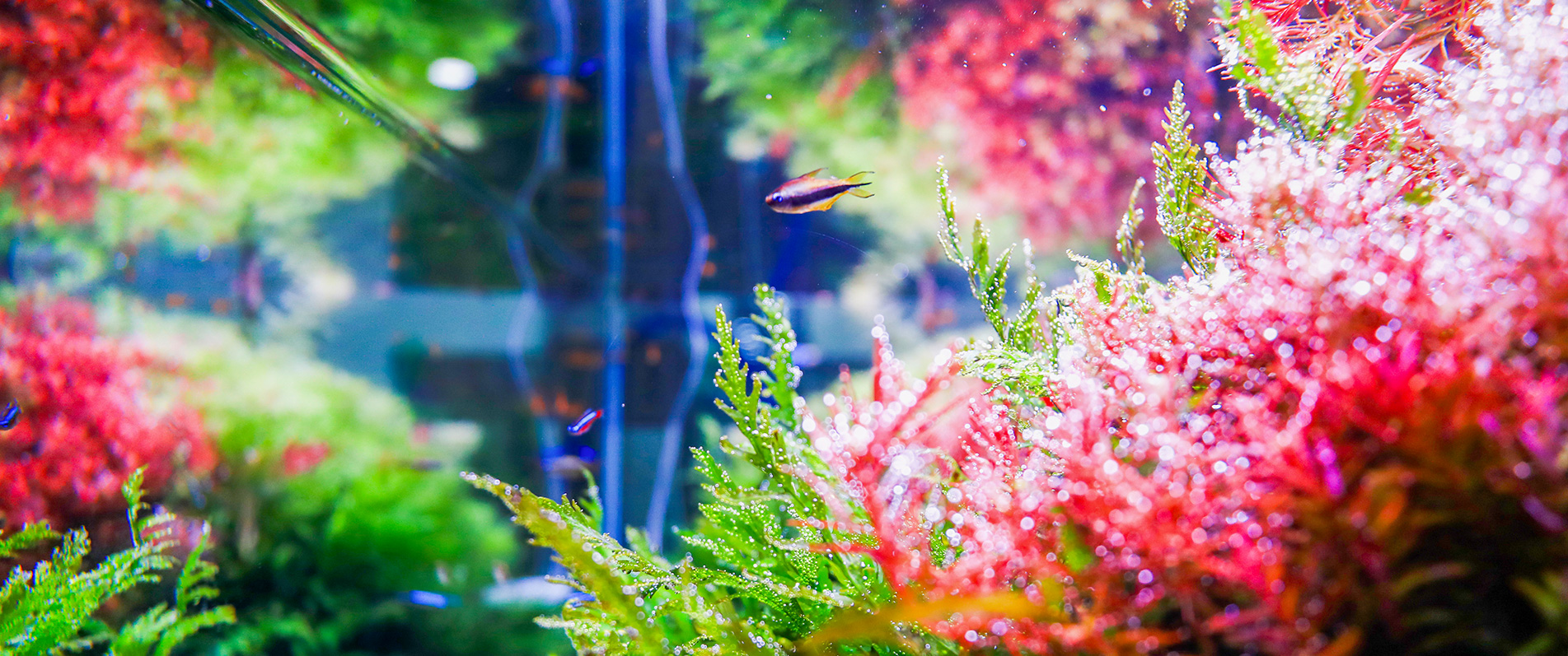 It showcases a beautiful planted aquarium and tropiclal fish with a photo capturing the moment of plants performing photosynthesis.