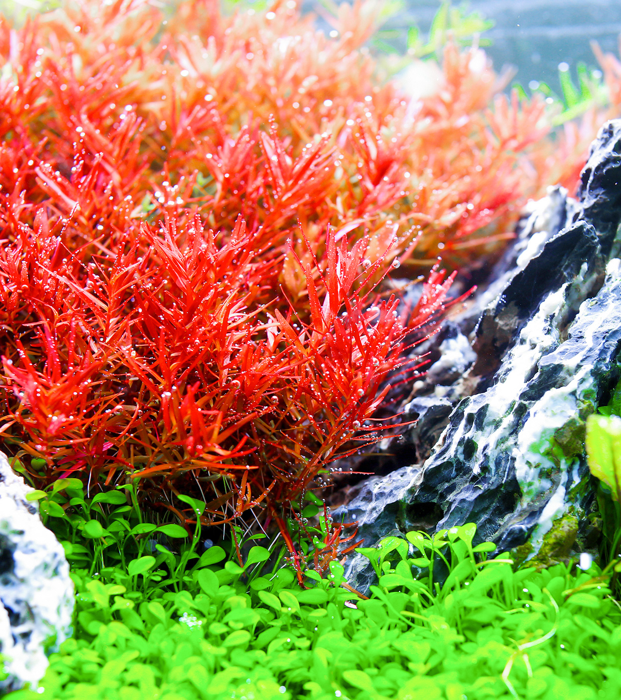 Aquatic plants thriving under E-Line lighting