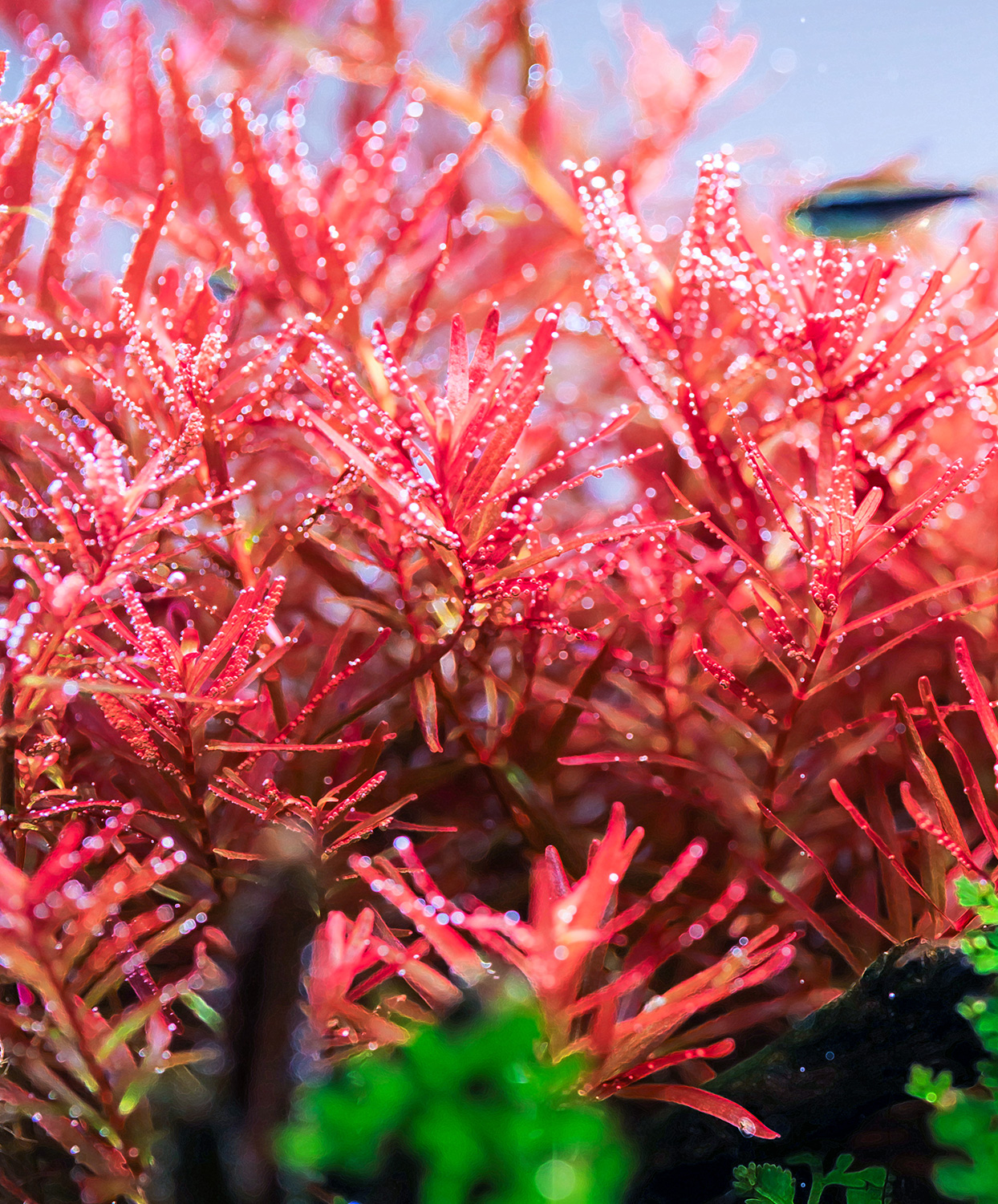 Vibrantly colored aquatic plants
