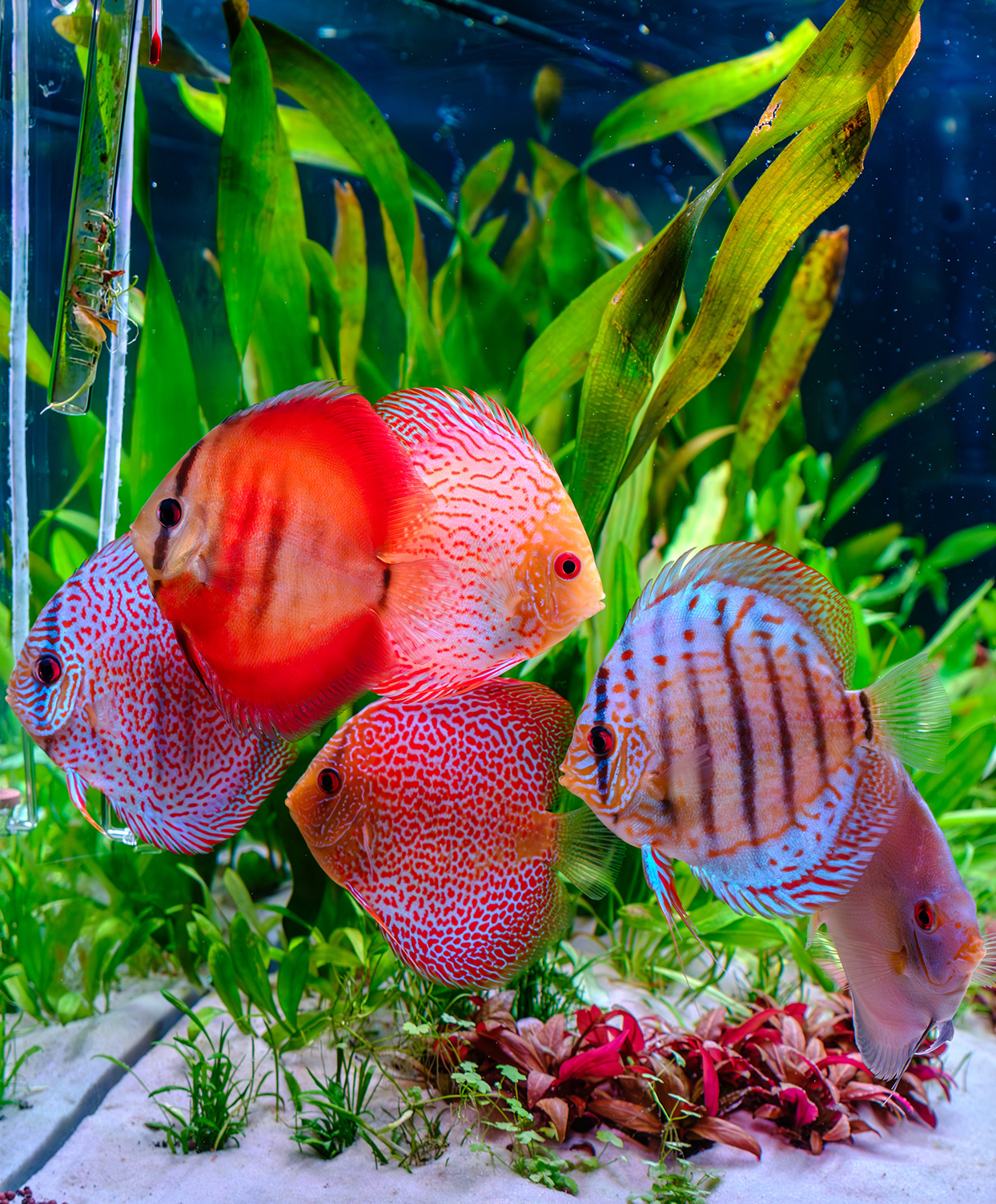 Discus fish photographed under Twinstar G-Line lighting