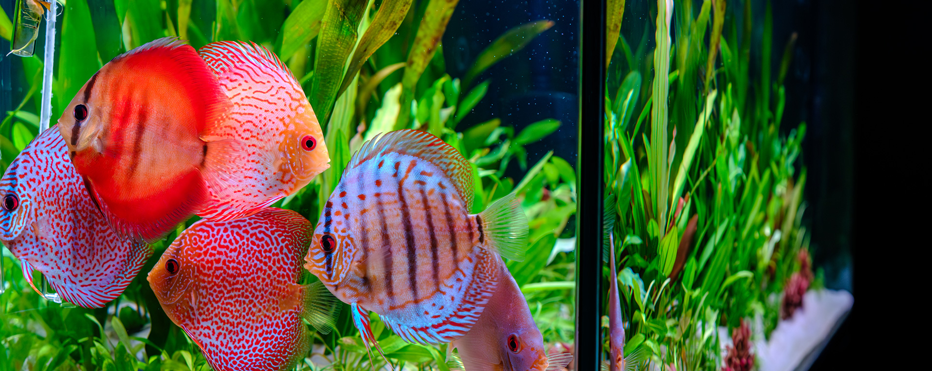 Discus fish photographed under Twinstar G-Line lighting