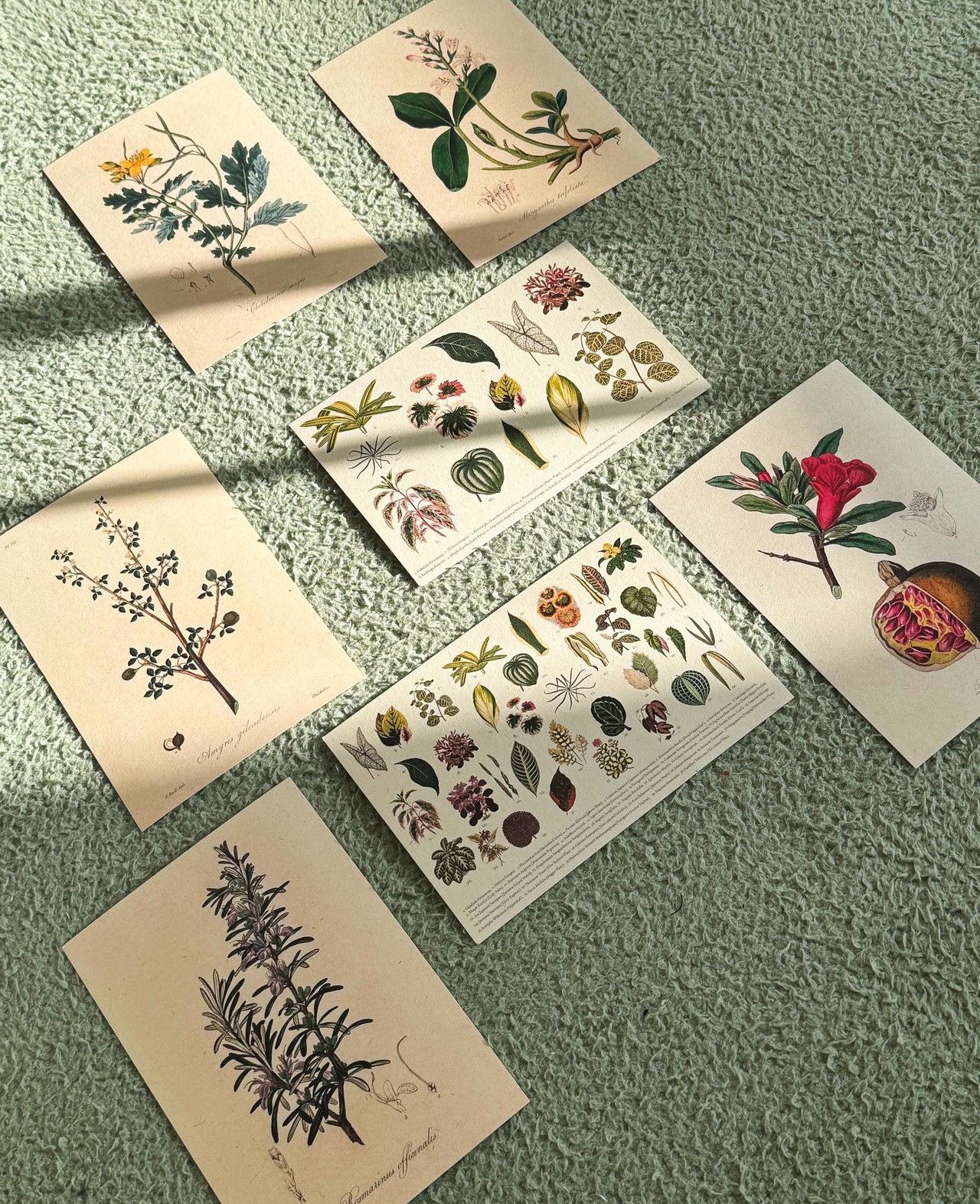 Gardener's Note Postcard Series (정원사의 노트 엽서 시리즈)