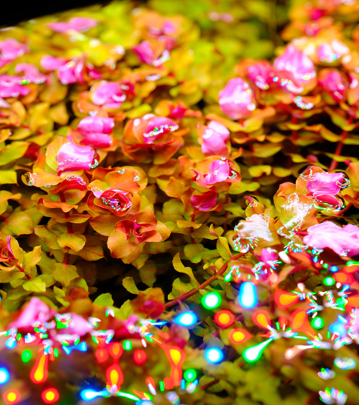 Aquatic plants thriving under E-Line lighting