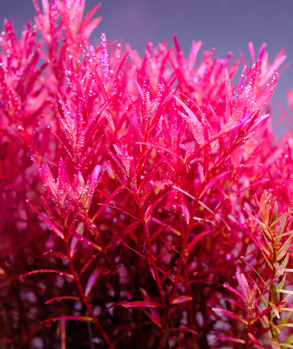 Vibrantly colored aquatic plants