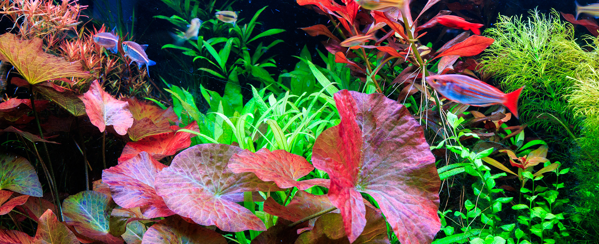Aquatic plants and tropical fish captured under G-line lighting.