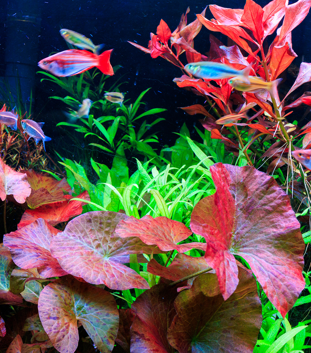 Aquatic plants and tropical fish captured under G-line lighting.