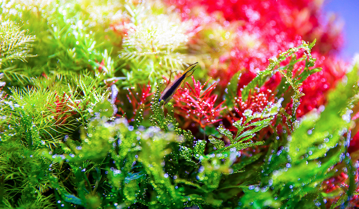 It showcases the vibrant aquatic plants grown under Twinstar lighting.