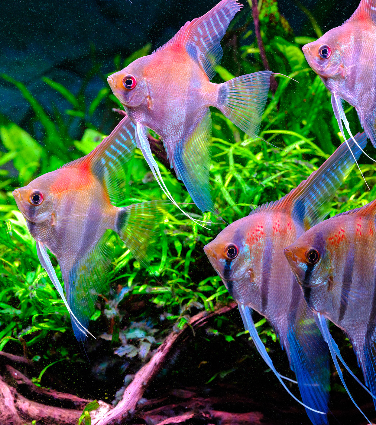 An image of a tank with four tropical fish together, vividly showcasing their vibrant colors and beauty under Twinstar lighting.