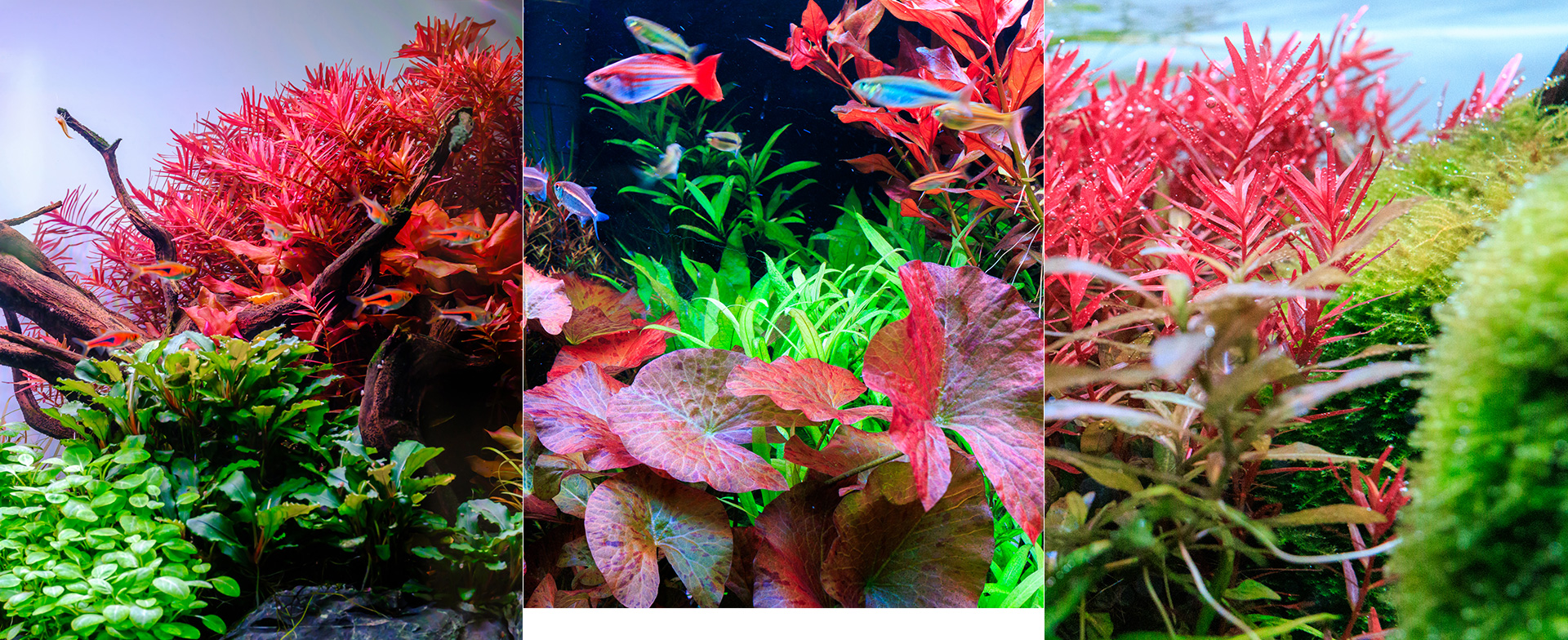 Aquatic plant color under E line