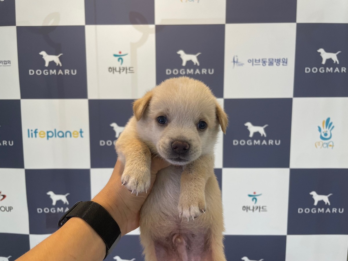믹스견 도,레,미 아메리칸코카스파니엘 꼬동 오드아이고양이 가필드고양이 그레이트피레니즈 말티푸성격 아기강아지 다리짧은강아지 다리 ...