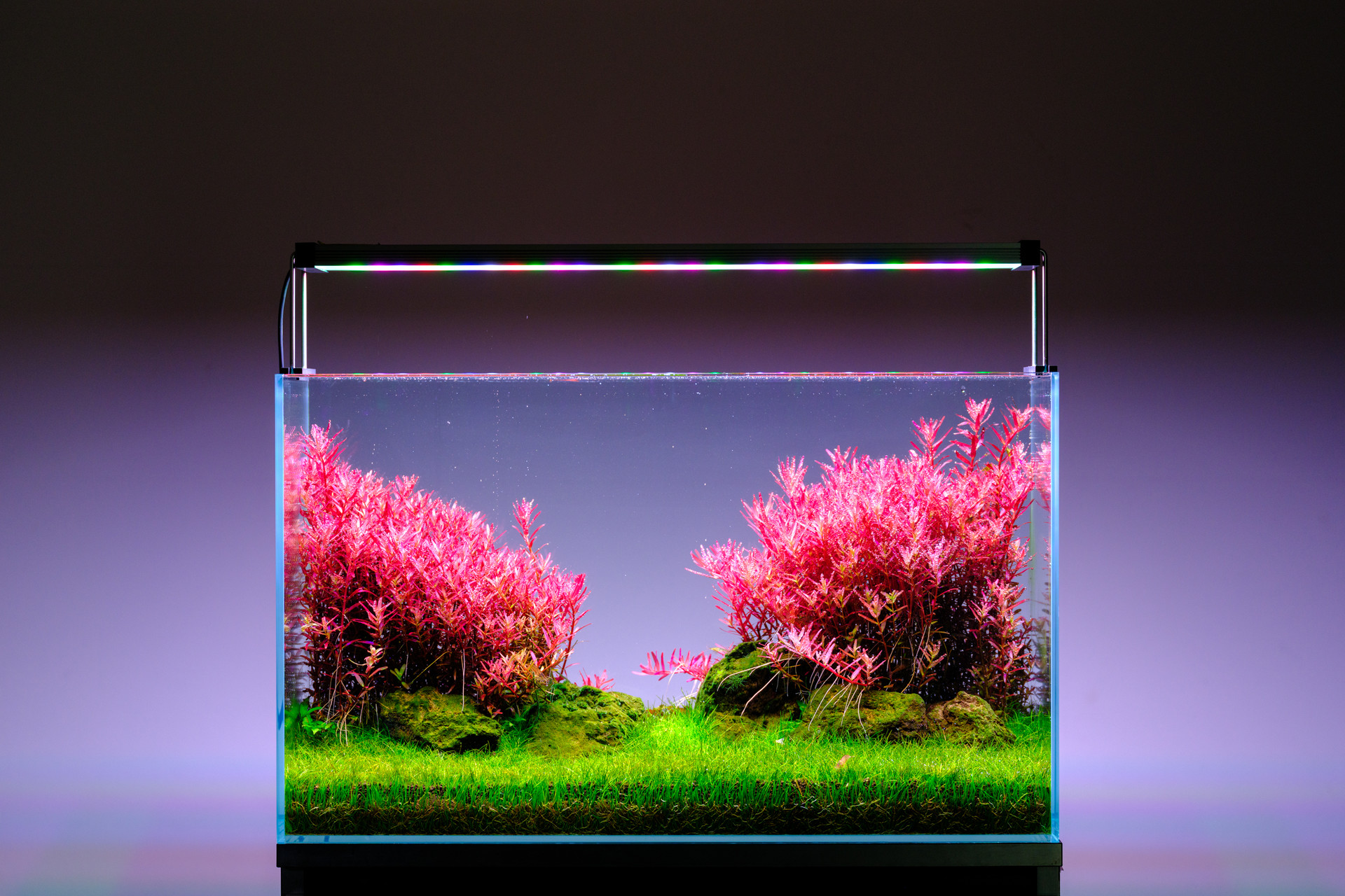 A planted tank photographed four months after installing the Twinstar Light 600SA 4th generation.